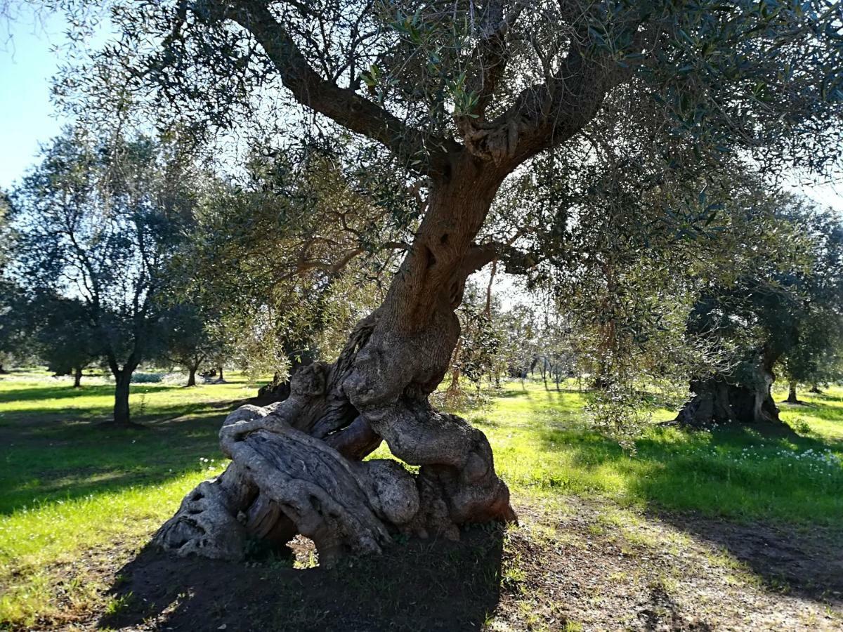 Trullo Alessandro E Villa Raffaela Сан-Вито-деи- Норманни Экстерьер фото